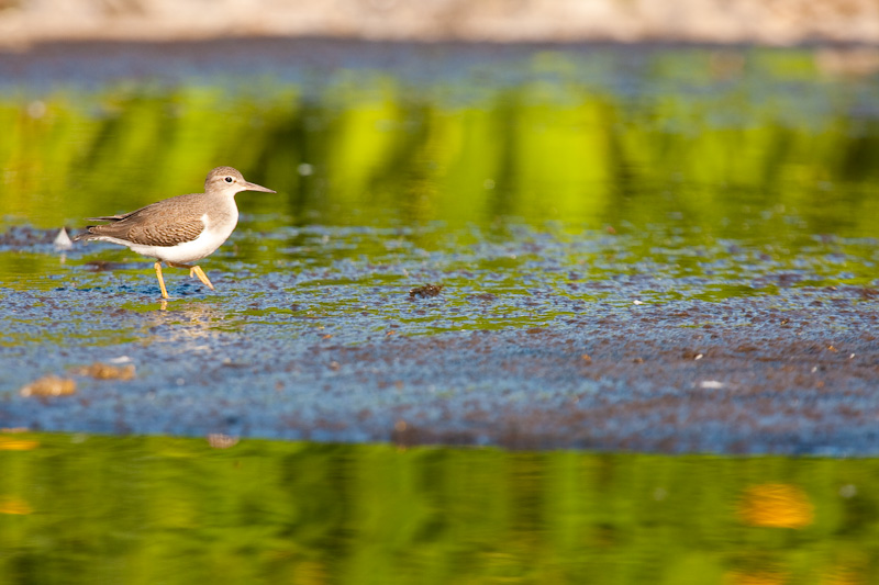 Spotted Sandpiper